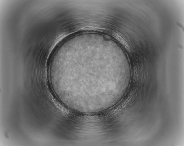 X0000096220976200802081522