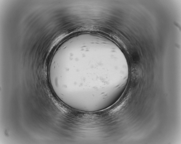 X0000096220981200802081521