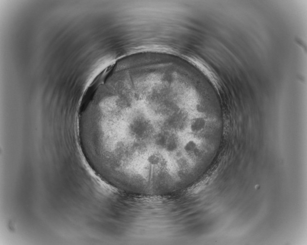 X0000096220999200802081521