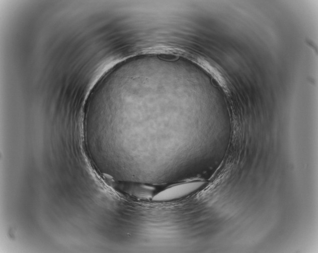 X0000096221000200802081521