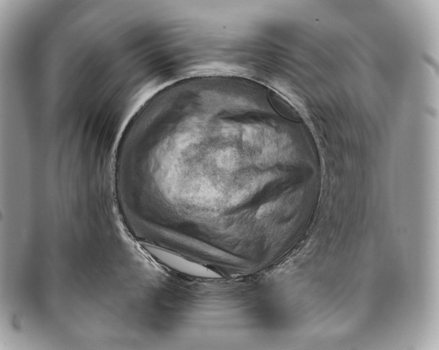 X0000096221008200802081521