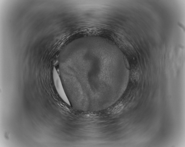 X0000096221010200802081520