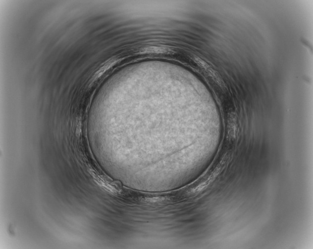 X0000096221017200802081520