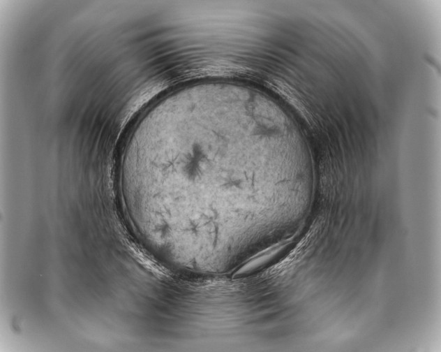 X0000096221026200802081521