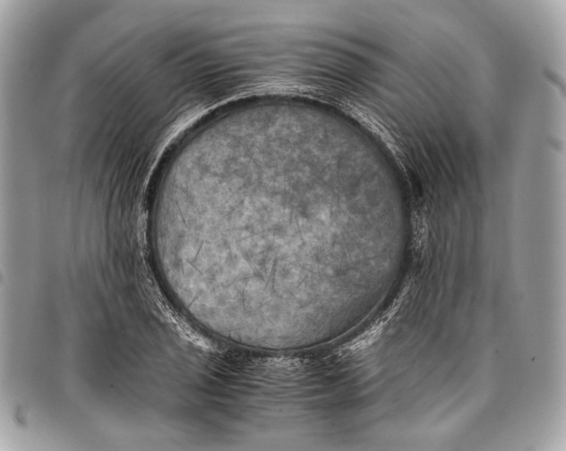 X0000096221029200802081521