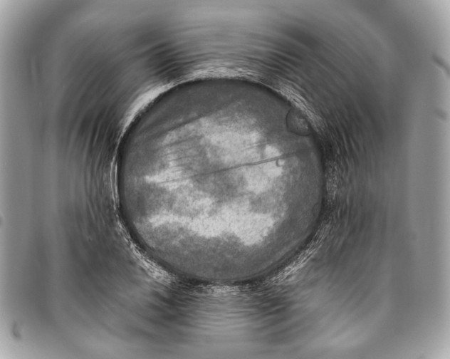 X0000096221030200802081521