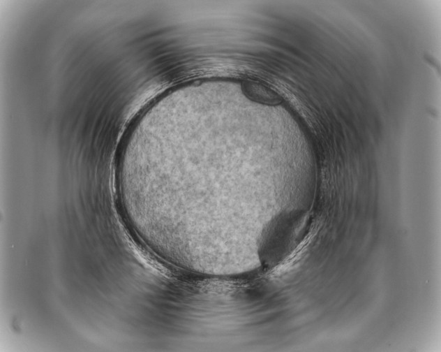 X0000096221034200802081521