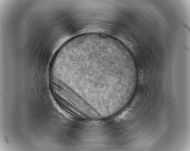 X0000096221038200802081521