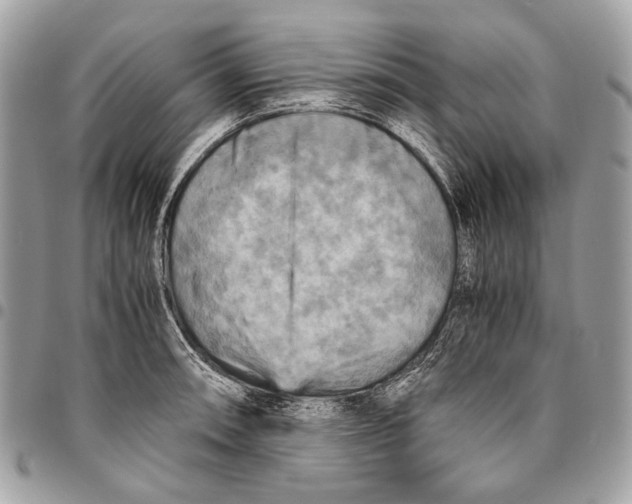 X0000096221090200802081520