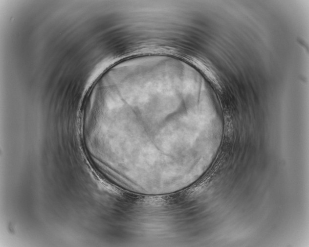 X0000096221094200802081520