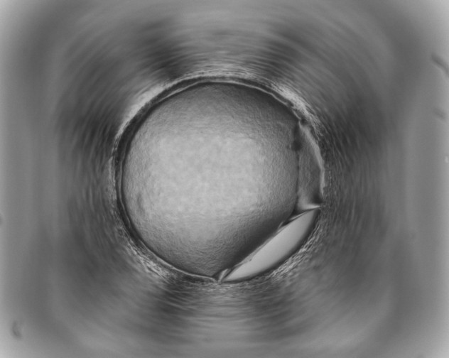 X0000096221120200802081519