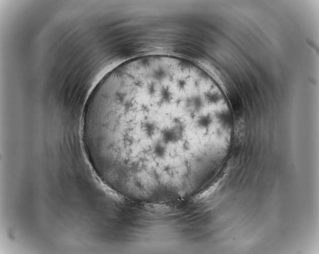 X0000096221149200802081520