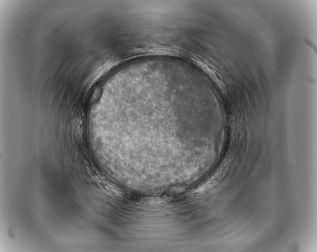 X0000096221163200802081519