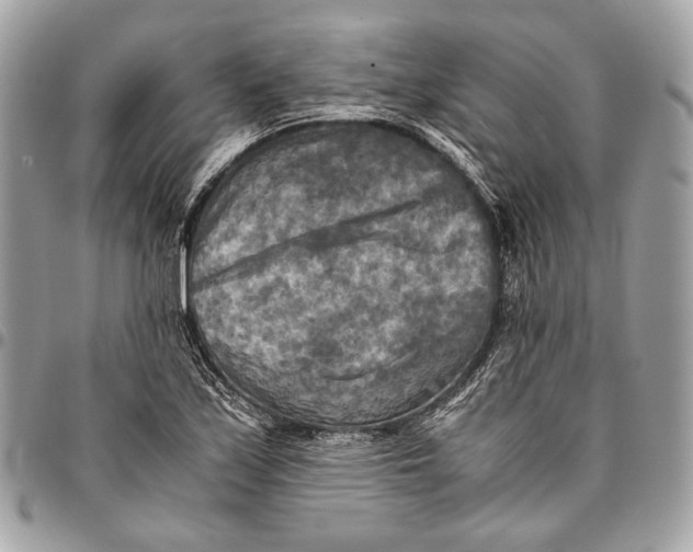 X0000096221171200802081519