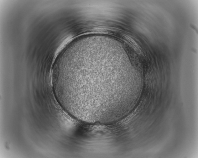 X0000096221180200802081518