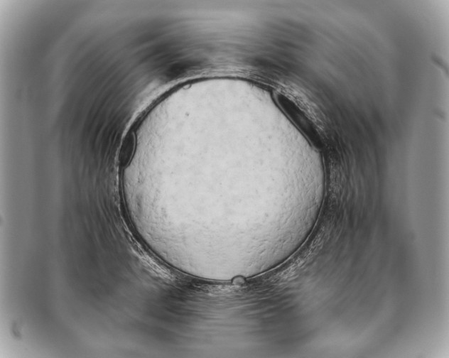 X0000096221184200802081518