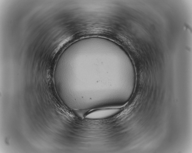 X0000096221210200802081517