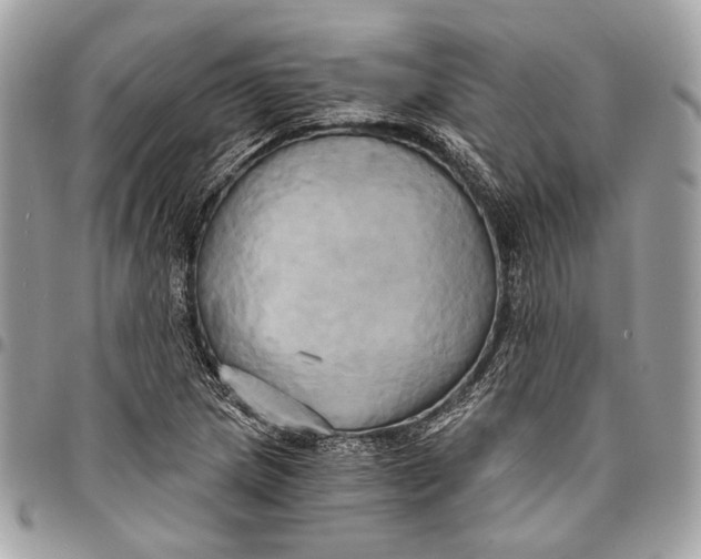 X0000096221217200802081518