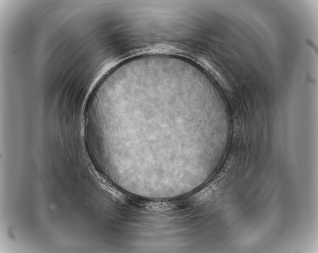 X0000096221232200802081518