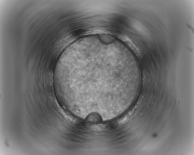 X0000096221233200802081518