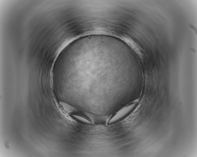 X0000096221238200802081518