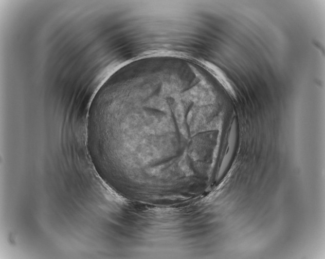 X0000096221244200802081518