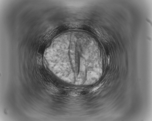 X0000096221251200802081517