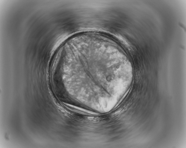 X0000096221279200802081517