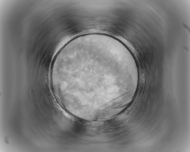 X0000096221294200802081517