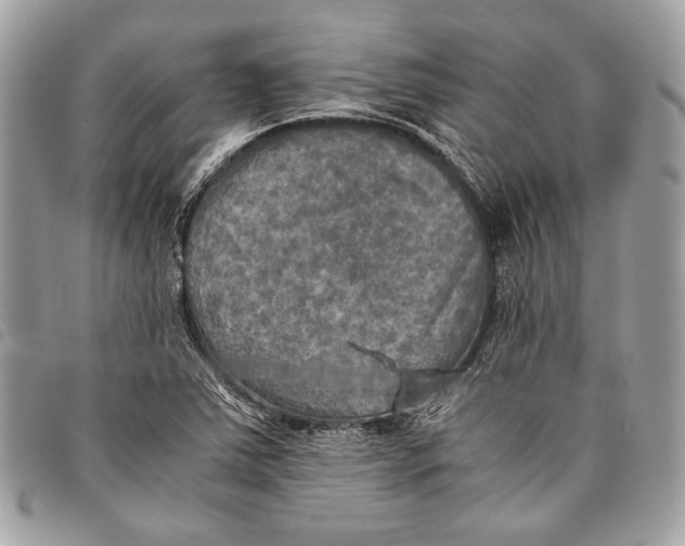 X0000096221363200802081516