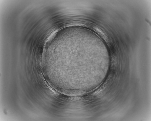 X0000096221377200802081515