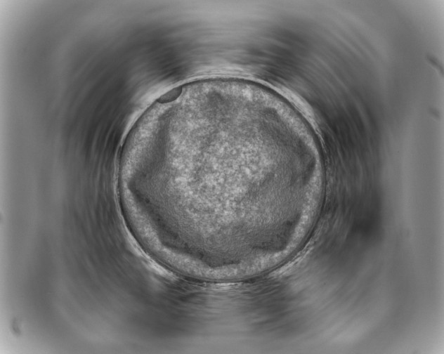 X0000096221390200802081515