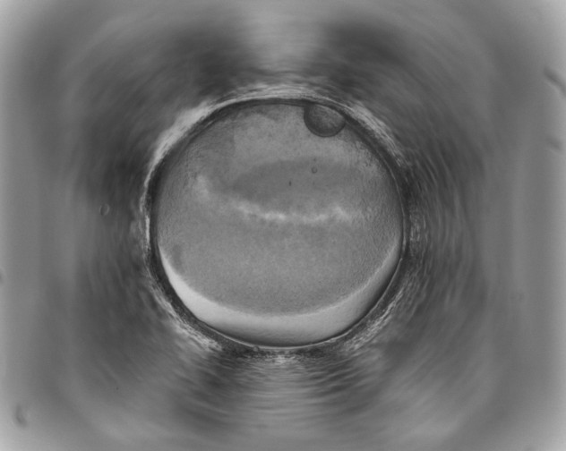 X0000096221414200802081515