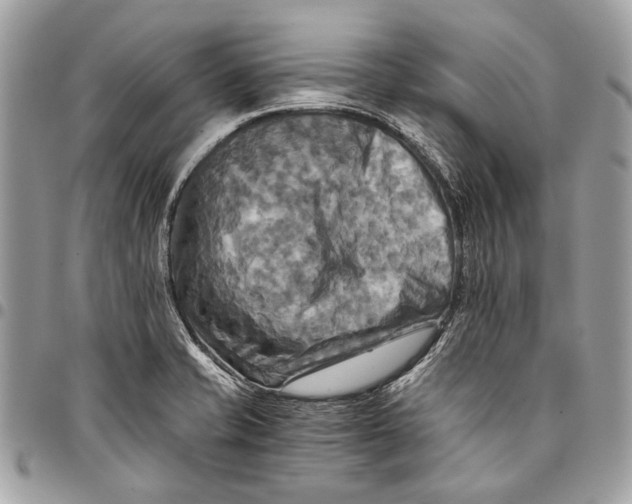 X0000096221421200802081515