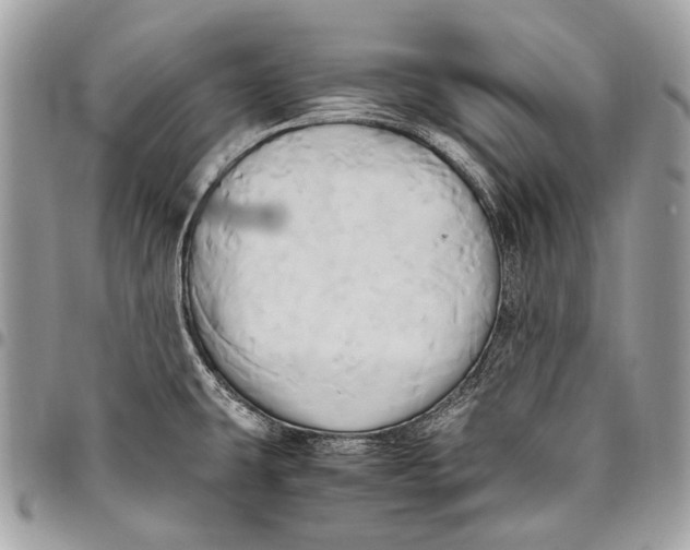 X0000096221431200802081515