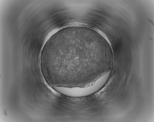 X0000096221437200802081515