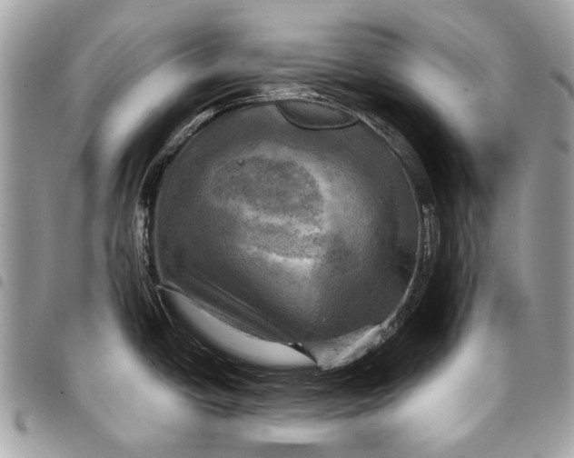 X0000096221438200802081515