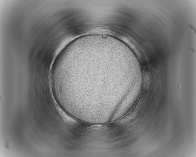 X0000096221478200802081514