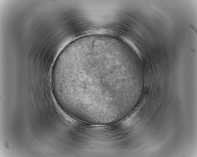 X0000096221483200802081514