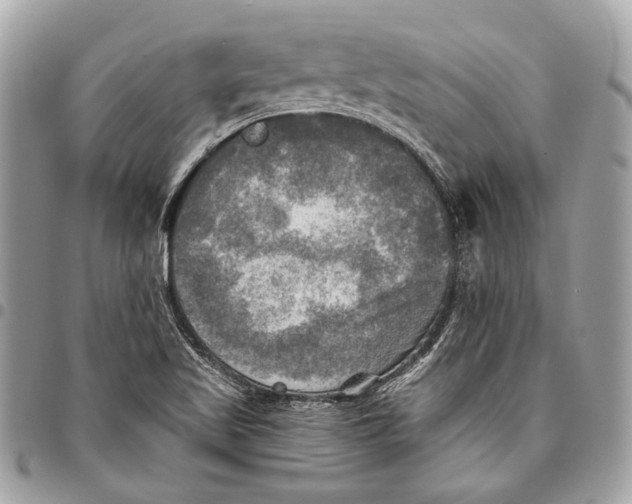 X0000096221509200802081513