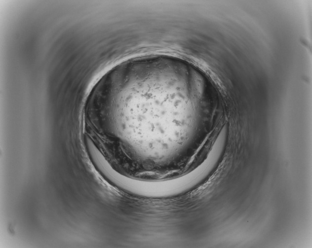 X0000096221520200802081514