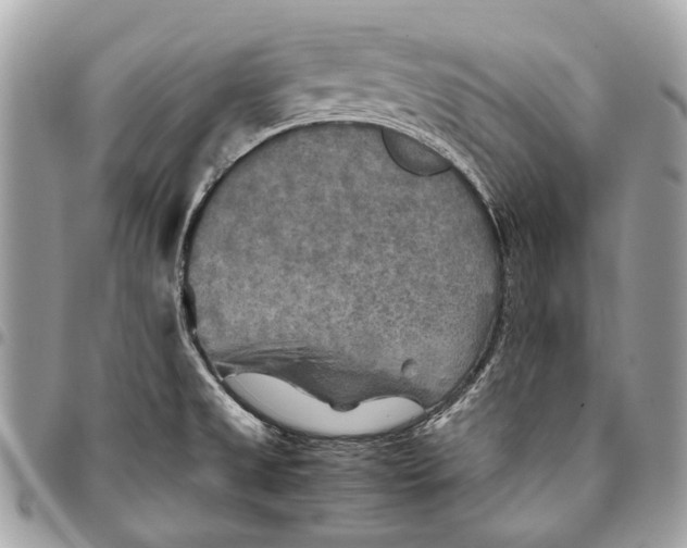 X0000096221525200802081514