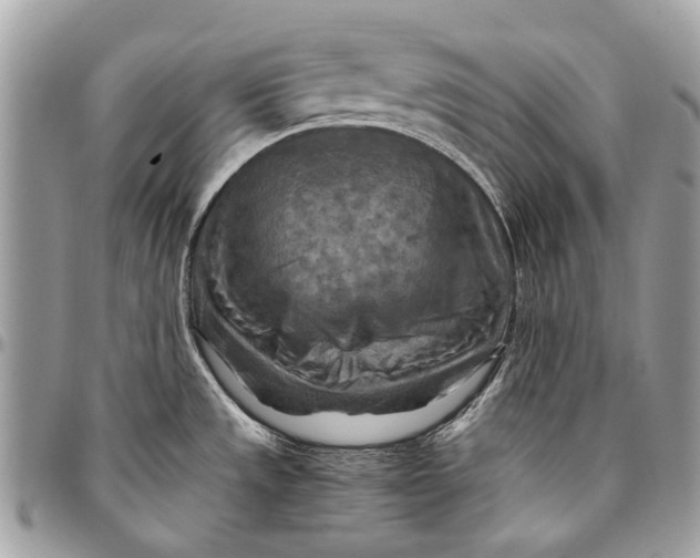 X0000096221533200802081514