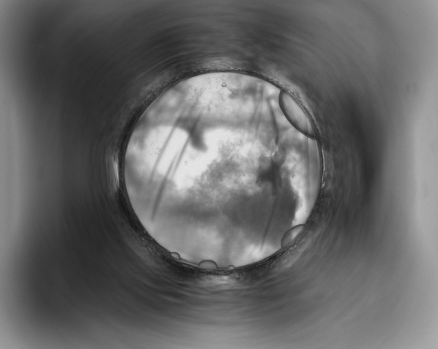 X0000096220061200802151530