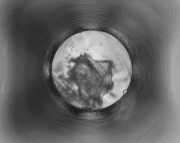 X0000096220069200802151530