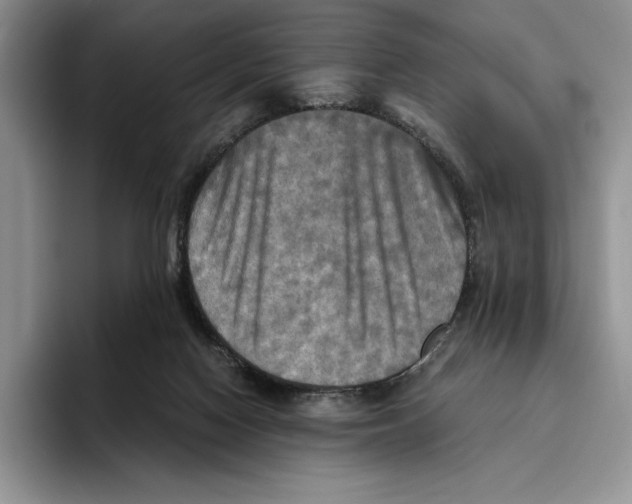 X0000096220074200802151530