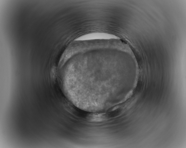 X0000096220093200802151531