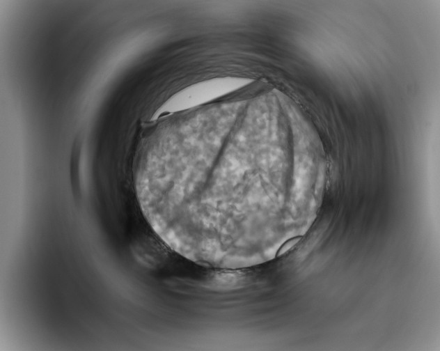 X0000096220189200802151529