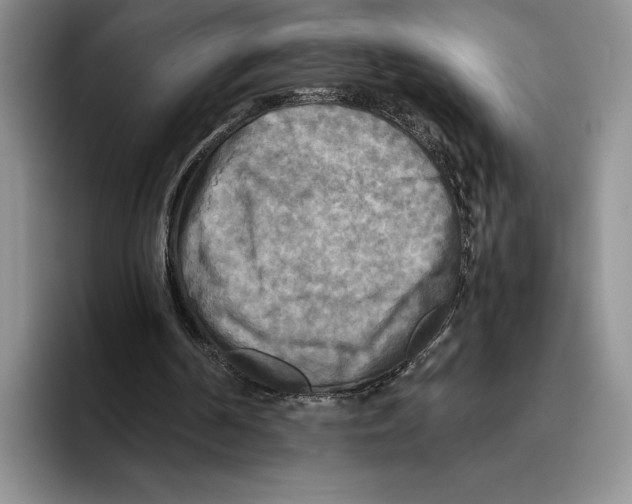 X0000096220194200802151529