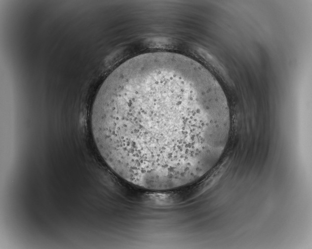 X0000096220265200802151528